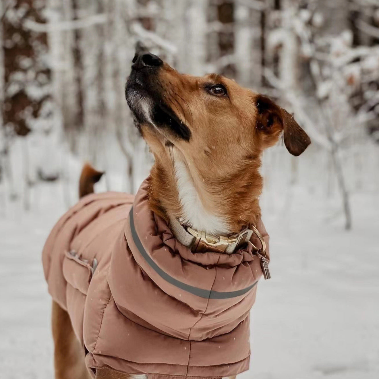 Veste pour Chien Renforcée