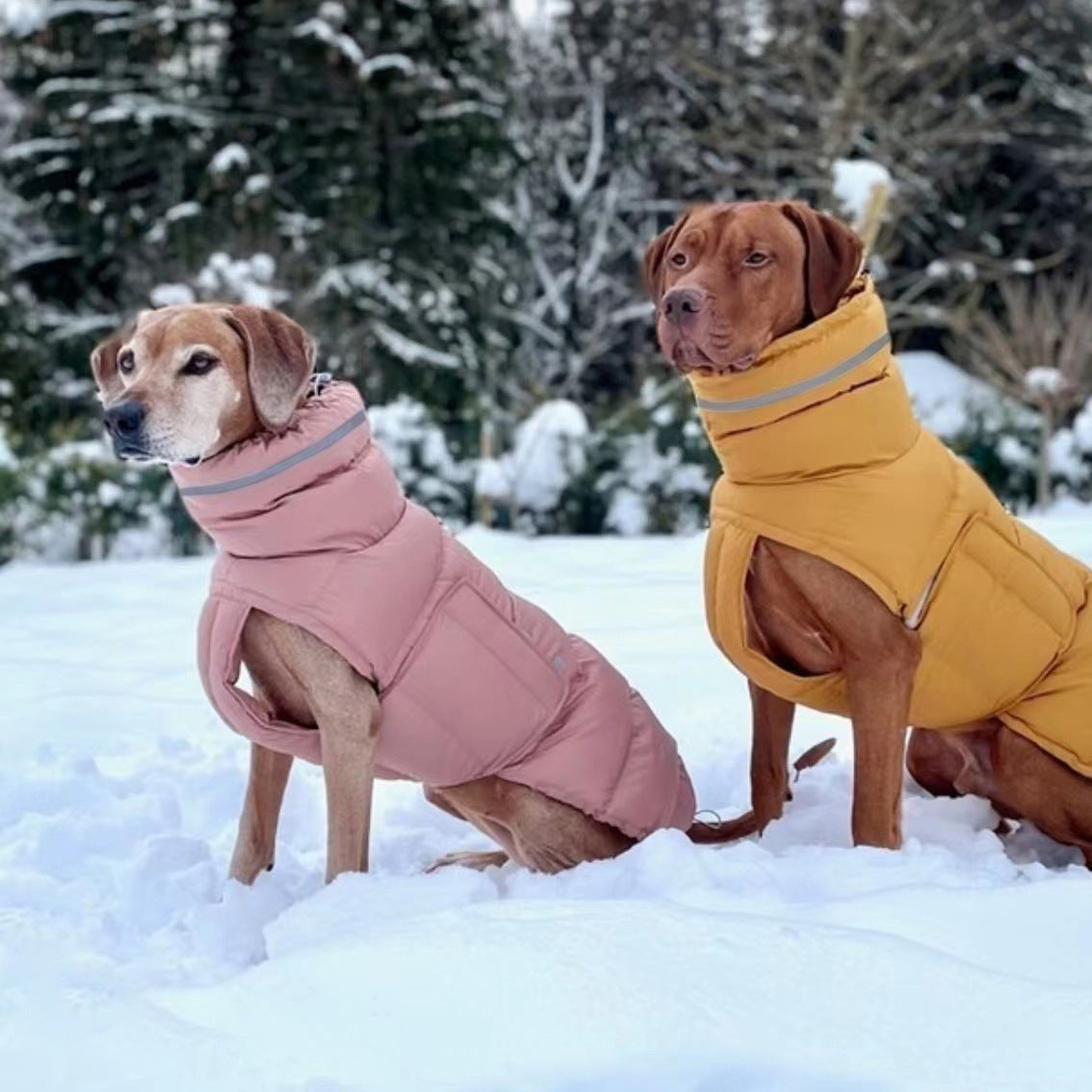 Veste pour Chien Renforcée